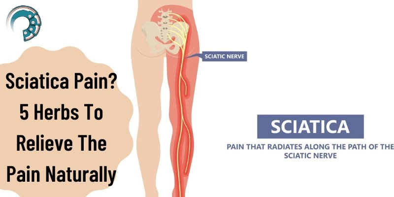 Sciatica Pain? 5 Herbs To Relieve The Pain Naturally