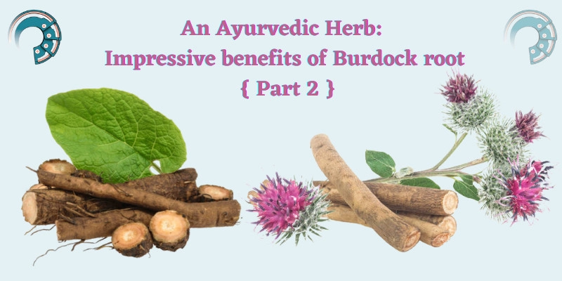 An Ayurvedic Herb : Impressive benefits of Burdock root { Part 2 }