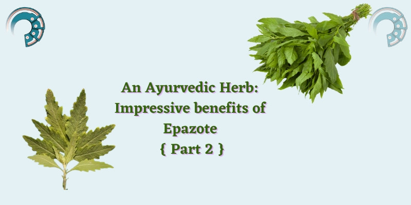 An Ayurvedic Herb : Impressive benefits of Epazote { Part 2 }