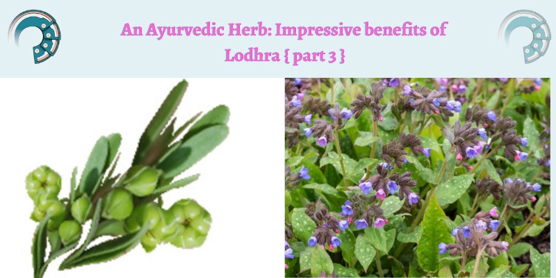 An Ayurvedic Herb : Impressive benefits of Lodhra { part 3 }