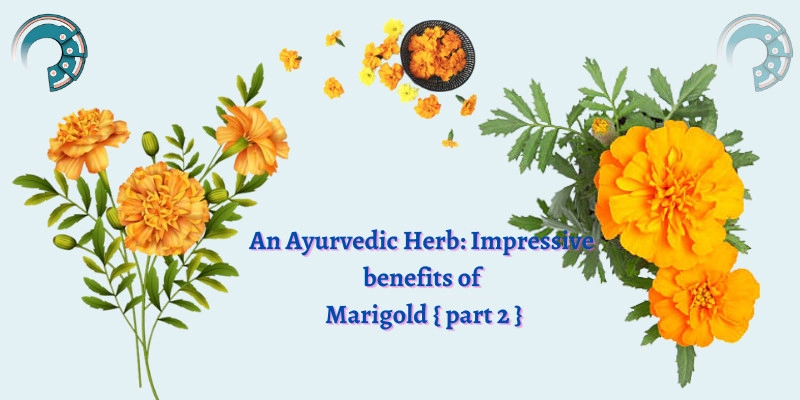 An Ayurvedic Herb : Impressive benefits of Marigold { part 2 }