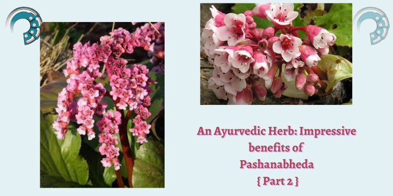 An Ayurvedic Herb : Impressive benefits of Pashanabheda { Part 2 }