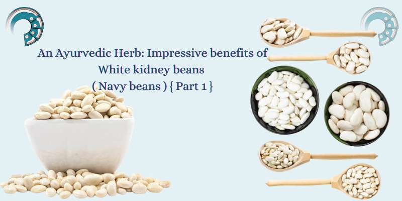 An Ayurvedic Herb : Impressive benefits of White kidney beans ( Navy beans ) { Part 1 }