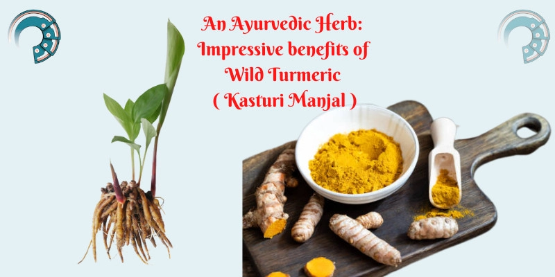 An Ayurvedic Herb : Impressive benefits of Wild Turmeric ( Kasturi Manjal )