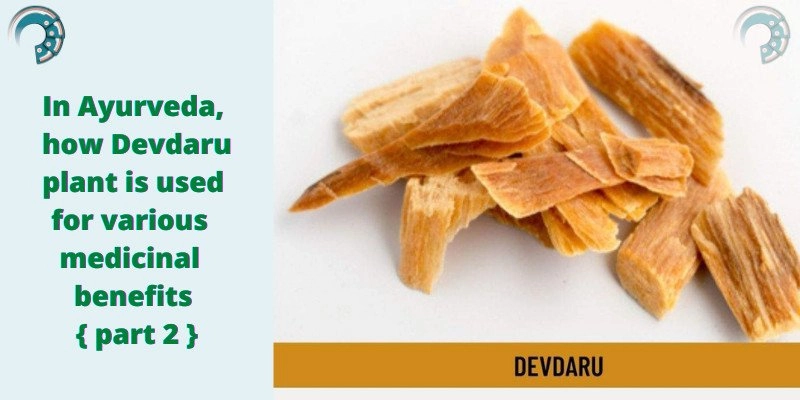 In Ayurveda, how Devdaru plant is used for various medicinal benefits { Part 1 }
