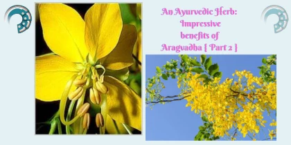 An Ayurvedic Herb : Impressive benefits of Aragvadha { Part 2 }