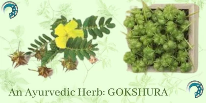 An Ayurvedic Herb: Impressive Benefits of Gokshura