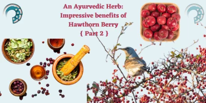 An Ayurvedic Herb : Impressive benefits of Hawthorn Berry { Part 2 }