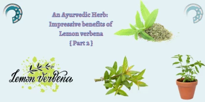An Ayurvedic Herb: Impressive benefits of Lemon verbena { Part 2 }