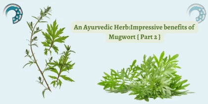 An Ayurvedic Herb : Impressive benefits of Mugwort { Part 2 }
