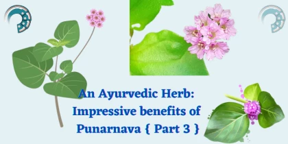 An Ayurvedic Herb : Impressive benefits of Punarnava { Part 3 }