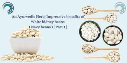 An Ayurvedic Herb : Impressive benefits of White kidney beans ( Navy beans ) { Part 1 }