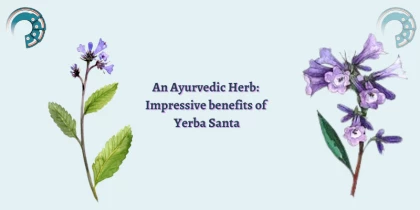 An Ayurvedic Herb : Impressive benefits of Yerba Santa