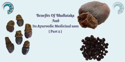 Benefits Of Bhallataka And Its Ayurvedic Medicinal uses { Part 2 }