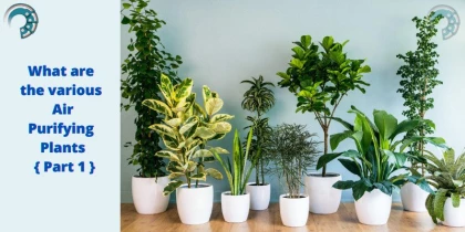What are the various Air Purifying Plants { Part 1 }