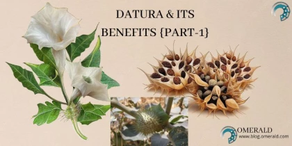What Is Datura? Health Benefits of Datura? (PART-1)