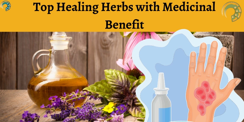 Top Healing Herbs with Medicinal Benefits