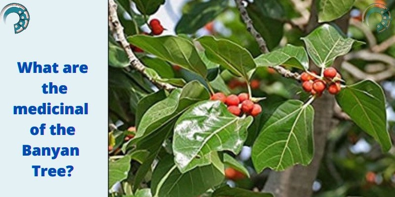 What are the medicinal Uses of the Banyan Tree?