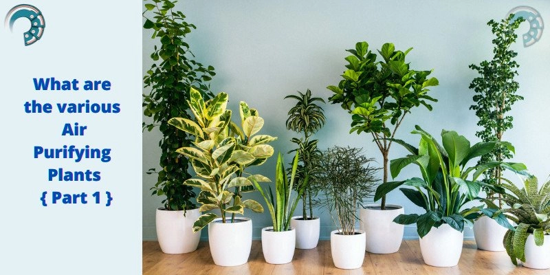 What are the various Air Purifying Plants { Part 1 }