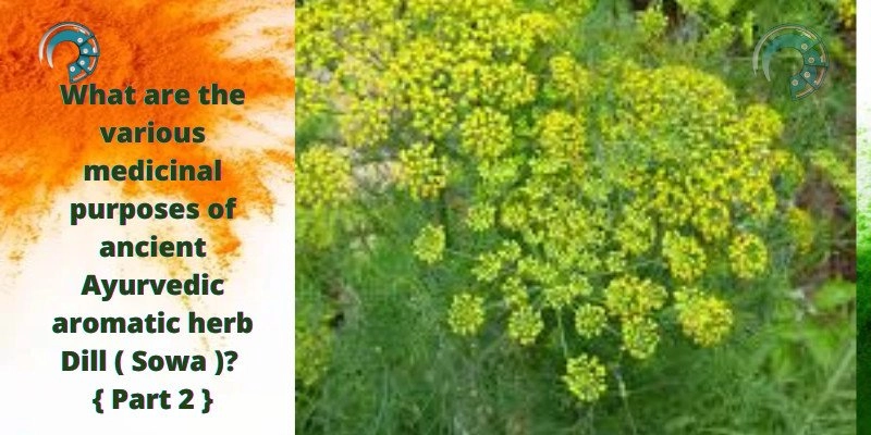 What are the various medicinal purposes of ancient Ayurvedic aromatic herb Dill ( Sowa )? { Part 2 }