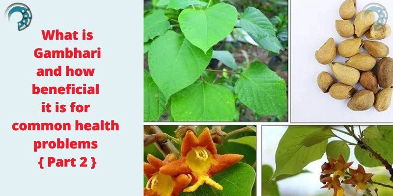 What is Gambhari and how beneficial it is for common health problems { Part 2 }