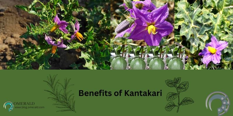 What is Kantakari? How it is beneficial for healht?