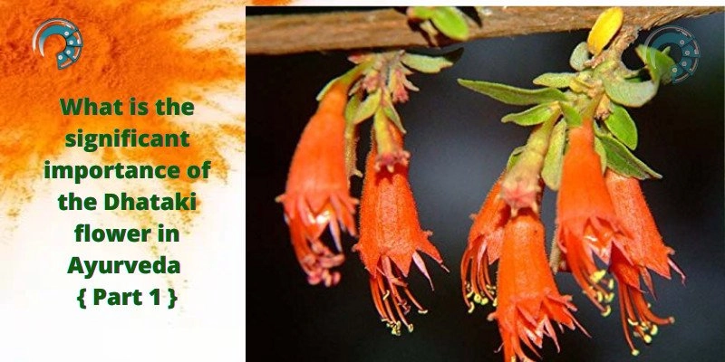 What is the significant importance of the Dhataki flower in Ayurveda { Part 1 }