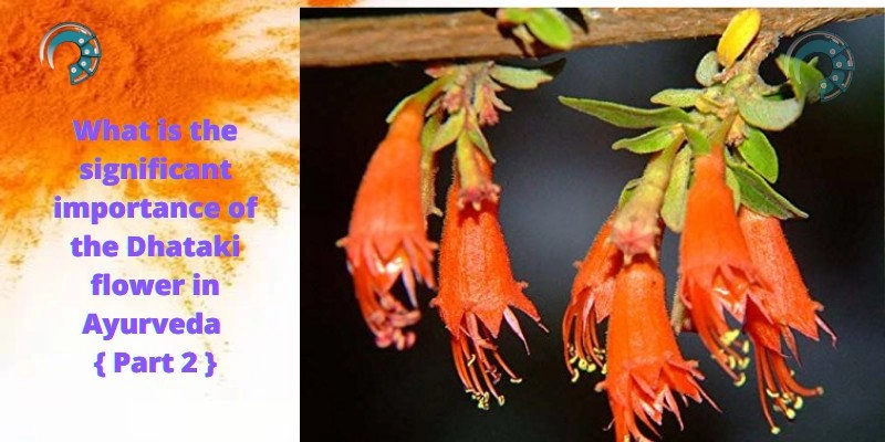 What is the significant importance of the Dhataki flower in Ayurveda { Part 2 }
